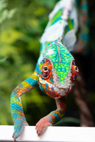 Pre-Order: Premiere Ambilobe group from "Bozeny-akanga" (AKA Little Rascal) x "Antely-tantely" (AKA Honey Bee) - Hatched: Nov - Dec 2025 - Ready to Ship: Jan - Feb