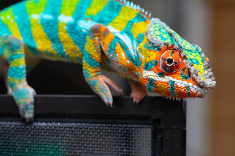 Pre-Order: Ambilobe Group From "Bozeny-akanga" (AKA Little Rascal) x "Biby" (AKA Bug) - Hatched July 2026 - Ready to Ship Sept - Oct