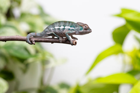 Ambanja From "Claude Rains" x "Gladys Knight" - Hatched July 2026 - Male #1