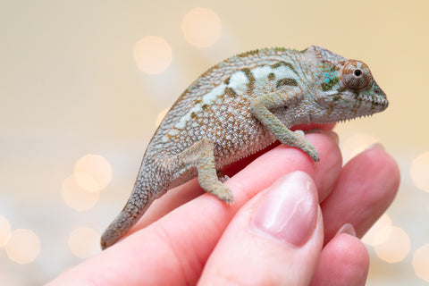 Holdbacks/Individuals: Ambanja Offspring from "Claude Rains" x "Gladys Knight" - Hatched: Sept - Oct 2025 - Female #1