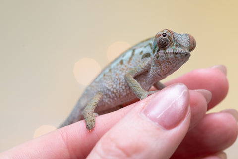 Holdbacks/Individuals: Ambanja Offspring from "Claude Rains" x "Gladys Knight" - Hatched: Sept - Oct 2025 - Female #1