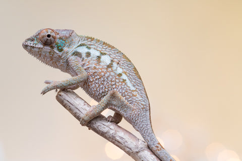 Holdbacks/Individuals: Ambanja Offspring from "Claude Rains" x "Gladys Knight" - Hatched: Sept - Oct 2025 - Female #1