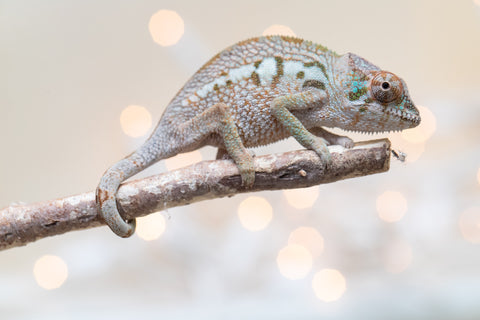 Holdbacks/Individuals: Ambanja Offspring from "Claude Rains" x "Gladys Knight" - Hatched: Sept - Oct 2025 - Female #1