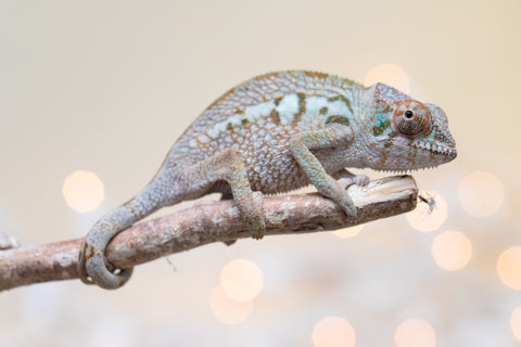 Holdbacks/Individuals: Ambanja Offspring from "Claude Rains" x "Gladys Knight" - Hatched: Sept - Oct 2025 - Female #1