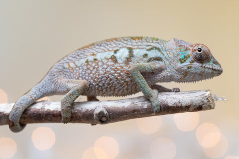 Holdbacks/Individuals: Ambanja Offspring from "Claude Rains" x "Gladys Knight" - Hatched: Sept - Oct 2025 - Female #1