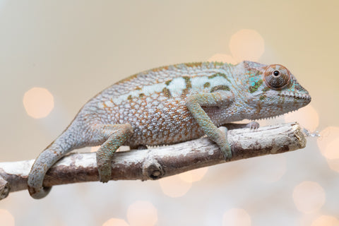 Holdbacks/Individuals: Ambanja Offspring from "Claude Rains" x "Gladys Knight" - Hatched: Sept - Oct 2025 - Female #1