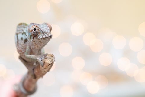 Holdbacks/Individuals: Ambanja Offspring from "Claude Rains" x "Gladys Knight" - Hatched: Sept - Oct 2025 - Female #1