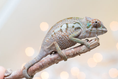 Holdbacks/Individuals: Ambanja Offspring from "Claude Rains" x "Gladys Knight" - Hatched: Sept - Oct 2025 - Female #1