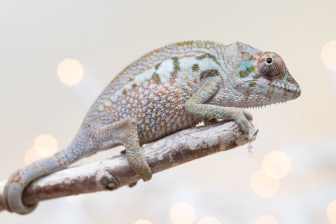 Holdbacks/Individuals: Ambanja Offspring from "Claude Rains" x "Gladys Knight" - Hatched: Sept - Oct 2025 - Female #1