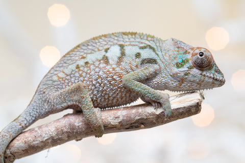 Holdbacks/Individuals: Ambanja Offspring from "Claude Rains" x "Gladys Knight" - Hatched: Sept - Oct 2025 - Female #1