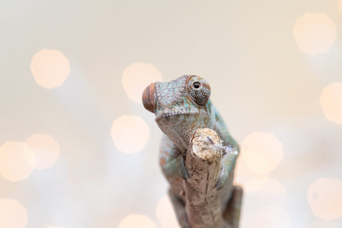 Holdbacks/Individuals: Ambanja Offspring from "Claude Rains" x "Gladys Knight" - Hatched: Sept - Oct 2025 - Female #1