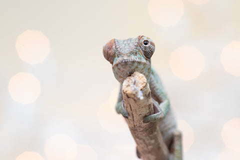 Holdbacks/Individuals: Ambanja Offspring from "Claude Rains" x "Gladys Knight" - Hatched: Sept - Oct 2025 - Female #1