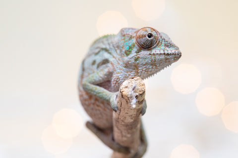 Holdbacks/Individuals: Ambanja Offspring from "Claude Rains" x "Gladys Knight" - Hatched: Sept - Oct 2025 - Female #1