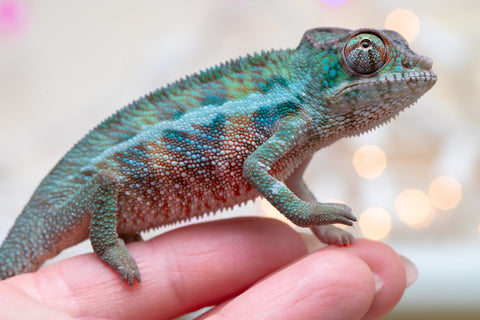 Holdbacks/Individuals: Ambanja Offspring from "Claude Rains" x "Gladys Knight" - Hatched: Sept - Oct 2025 - Male #1