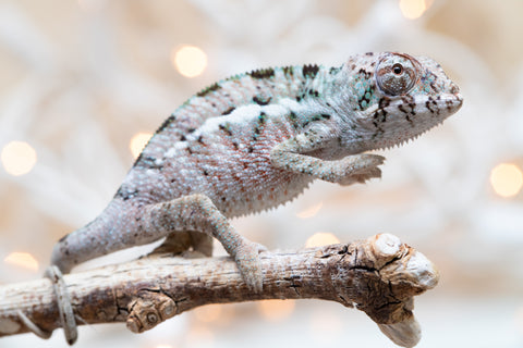 Holdbacks/Individuals: Ambanja Offspring from "Claude Rains" x "Gladys Knight" - Hatched Nov - Dec 2025 - Male #1