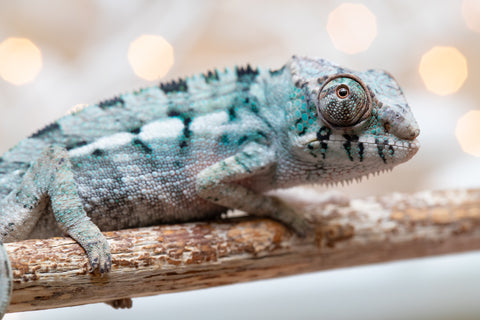 Holdbacks/Individuals: Ambanja Offspring from "Claude Rains" x "Gladys Knight" - Hatched Nov - Dec 2025 - Male #2