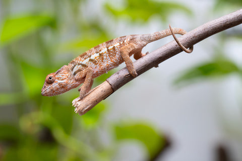 Ambanja From "Claude Rains" x "Small Fry" - Hatched April - May 2026 - Female #1
