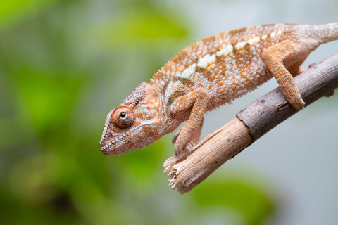 Ambanja From "Claude Rains" x "Small Fry" - Hatched April - May 2026 - Female #1