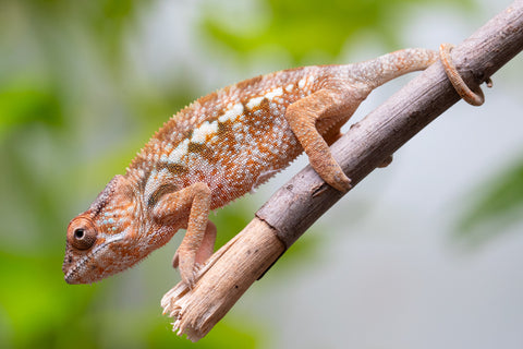 Ambanja From "Claude Rains" x "Small Fry" - Hatched April - May 2026 - Female #1