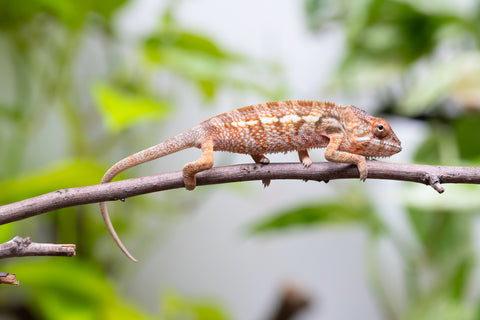 Ambanja From "Claude Rains" x "Small Fry" - Hatched April - May 2026 - Female #1