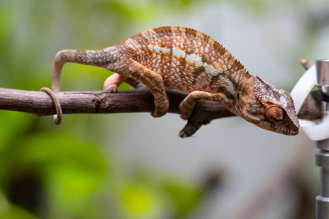 Ambanja From "Claude Rains" x "Small Fry" - Hatched April - May 2026 - Female #1