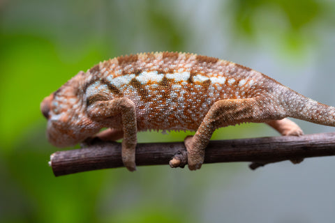 Ambanja From "Claude Rains" x "Small Fry" - Hatched April - May 2026 - Female #1