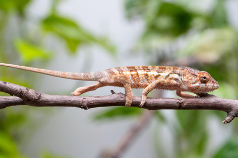 Ambanja From "Claude Rains" x "Small Fry" - Hatched April - May 2026 - Female #1
