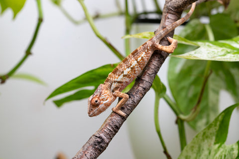 Ambanja From "Claude Rains" x "Small Fry" - Hatched April - May 2026 - Female #1