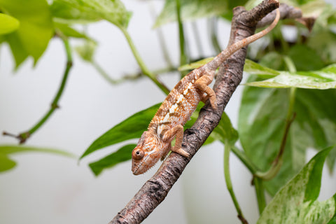 Ambanja From "Claude Rains" x "Small Fry" - Hatched April - May 2026 - Female #1