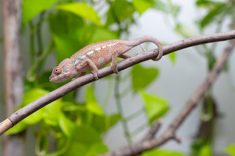 Ambanja From "Claude Rains" x "Small Fry" - Hatched April - May 2026 - Female #2