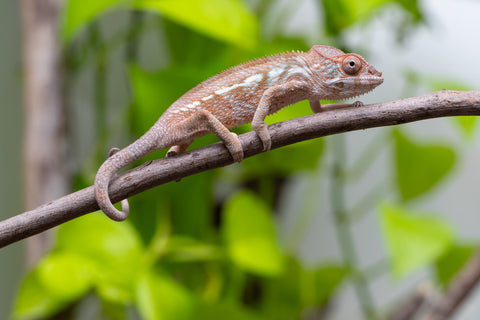 Ambanja From "Claude Rains" x "Small Fry" - Hatched April - May 2026 - Female #2