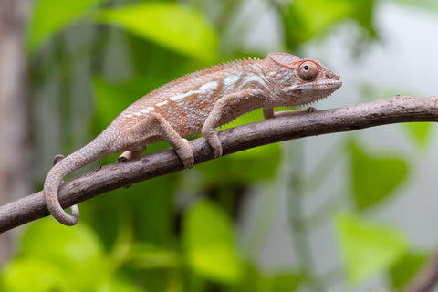 Ambanja From "Claude Rains" x "Small Fry" - Hatched April - May 2026 - Female #2