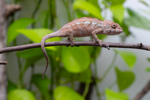 Ambanja From "Claude Rains" x "Small Fry" - Hatched April - May 2026 - Female #2