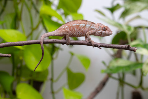 Ambanja From "Claude Rains" x "Small Fry" - Hatched April - May 2026 - Female #2