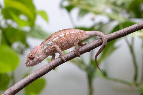 Ambanja From "Claude Rains" x "Small Fry" - Hatched April - May 2026 - Female #2