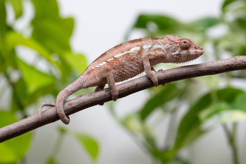 Ambanja From "Claude Rains" x "Small Fry" - Hatched April - May 2026 - Female #2