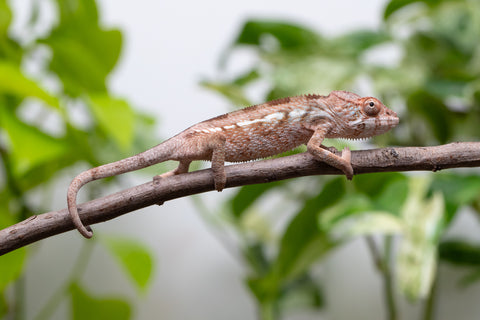 Ambanja From "Claude Rains" x "Small Fry" - Hatched April - May 2026 - Female #2
