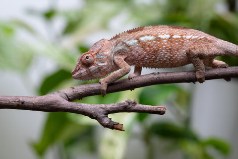 Ambanja From "Claude Rains" x "Small Fry" - Hatched April - May 2026 - Female #2