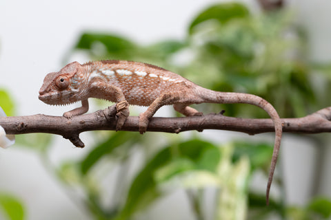 Ambanja From "Claude Rains" x "Small Fry" - Hatched April - May 2026 - Female #2