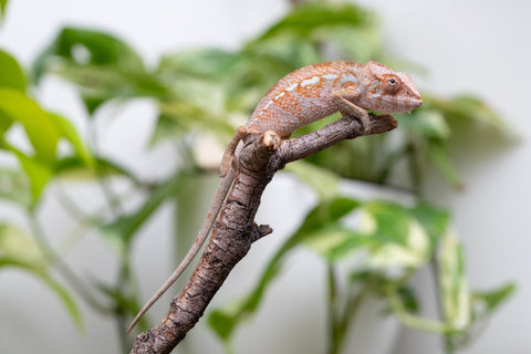 Ambanja From "Claude Rains" x "Small Fry" - Hatched April - May 2026 - Female #3