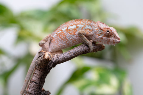 Ambanja From "Claude Rains" x "Small Fry" - Hatched April - May 2026 - Female #3