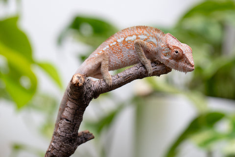 Ambanja From "Claude Rains" x "Small Fry" - Hatched April - May 2026 - Female #3