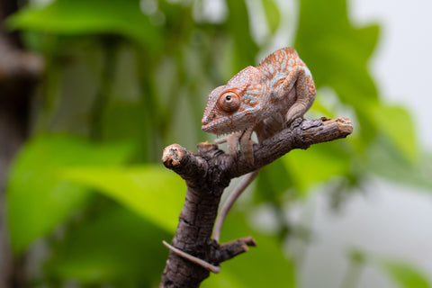 Ambanja From "Claude Rains" x "Small Fry" - Hatched April - May 2026 - Female #3