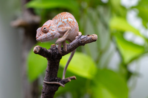 Ambanja From "Claude Rains" x "Small Fry" - Hatched April - May 2026 - Female #3