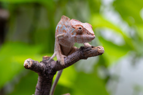 Ambanja From "Claude Rains" x "Small Fry" - Hatched April - May 2026 - Female #3