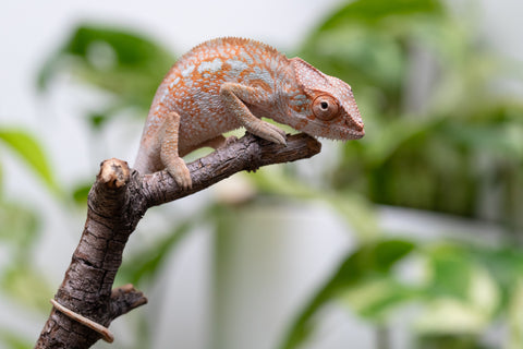 Ambanja From "Claude Rains" x "Small Fry" - Hatched April - May 2026 - Female #3