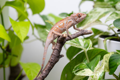 Ambanja From "Claude Rains" x "Small Fry" - Hatched April - May 2026 - Female #3