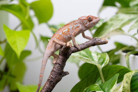 Ambanja From "Claude Rains" x "Small Fry" - Hatched April - May 2026 - Female #3