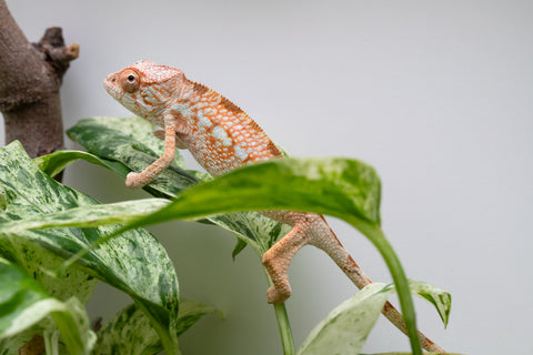 Ambanja From "Claude Rains" x "Small Fry" - Hatched April - May 2026 - Female #3