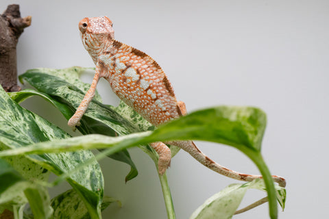 Ambanja From "Claude Rains" x "Small Fry" - Hatched April - May 2026 - Female #3